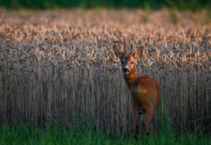 A roebuck stands in the last light of day, shortly before sunset, in a field of grain in the Oderbruch region of eastern Brandenburg, Lindendorf, Germany