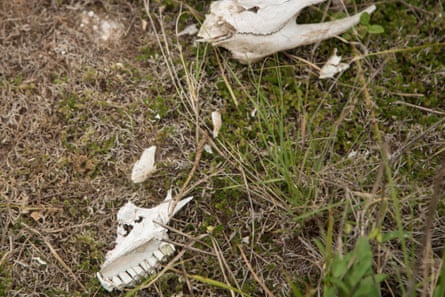 jawbones and teeth of a tapir lie on the ground