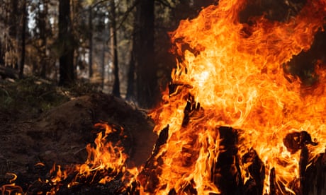 Bootleg Fire Continues To Burn Across Southern Oregon<br>FREMONT NATIONAL FOREST, OR - JULY 21: A tree stump is engulfed in flames in the Bravo Bravo section of the Bootleg Fire on July 21, 2021 in the Fremont National Forest of Oregon. The Bootleg Fire, which started on July 6th near Beatty, Oregon, has burned over 395,000 acres and is currently 38% contained. (Photo by Mathieu Lewis-Rolland/Getty Images)