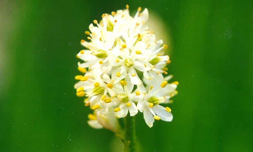 Triantha occidentalis brevistyla.