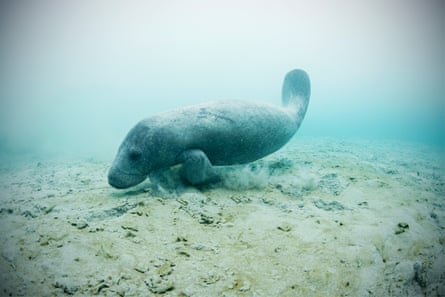 A West Indian manatee at the Sian Ka’an biosphere reserve, Mexico.