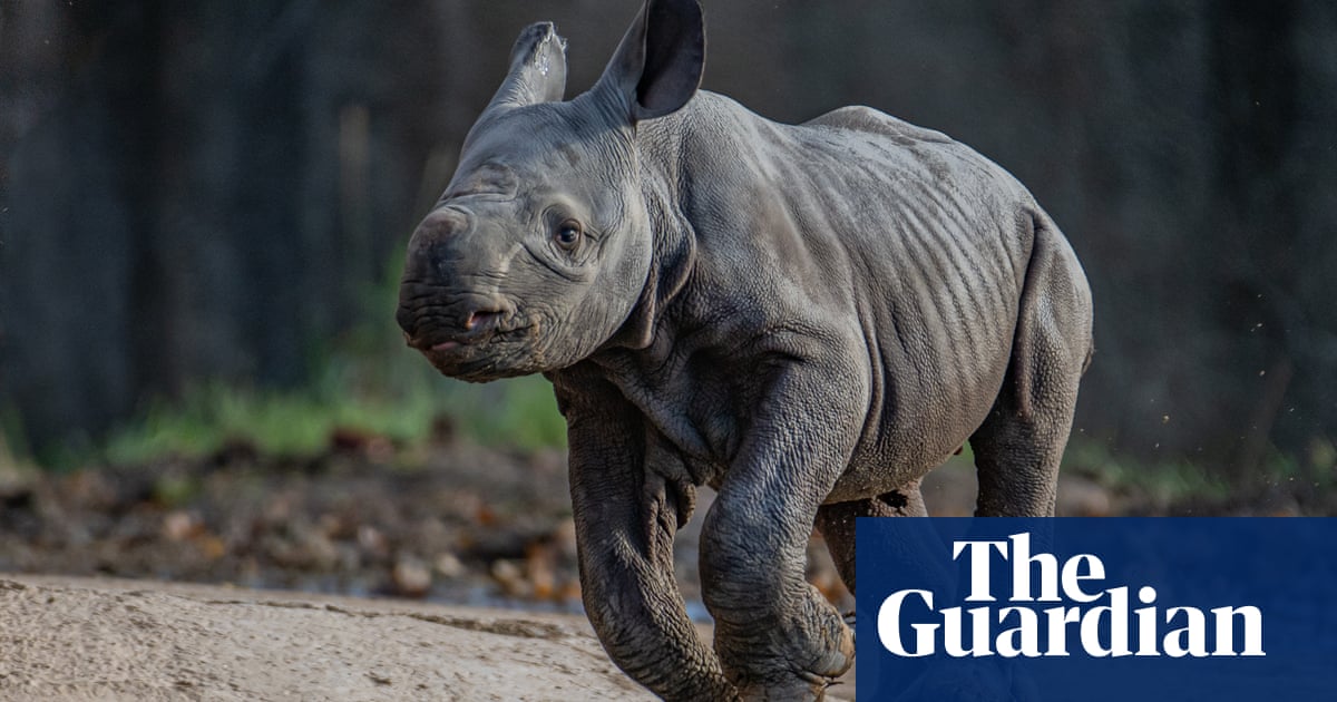 Chester zoo celebrates birth of critically endangered eastern black rhino