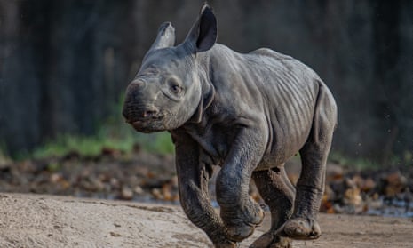 baby eastern black rhino