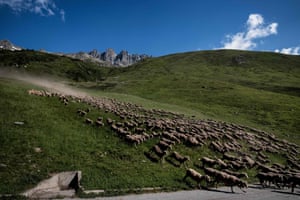 The lock of sheep follow the ‘salt route’, a trail of salt laid by Meme to guide them to the next grazing area