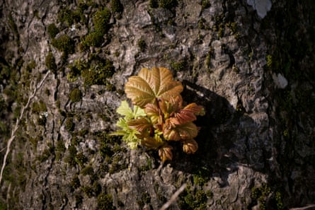 Small green and grown leaves on the bark of a tree