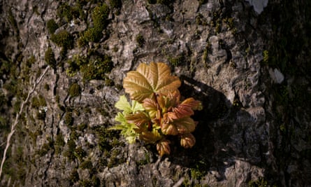 One of the shoots on the stump of the Sycamore Gap tree