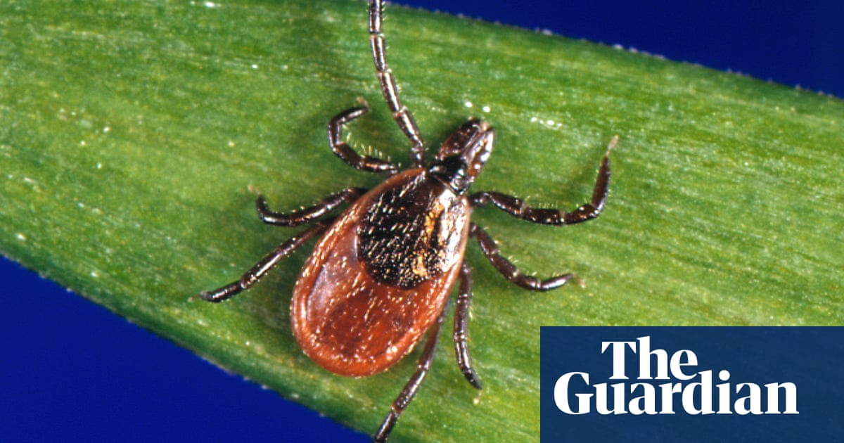 US north-east sees record tick season as climate crisis sparks arachnid boom