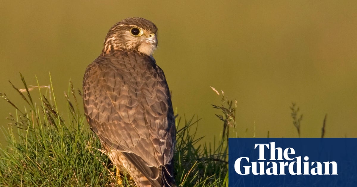 UK’s smallest bird of prey among 200 species at risk of extinction, study finds