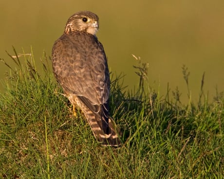 UK’s smallest bird of prey among 200 species at risk of extinction, study finds