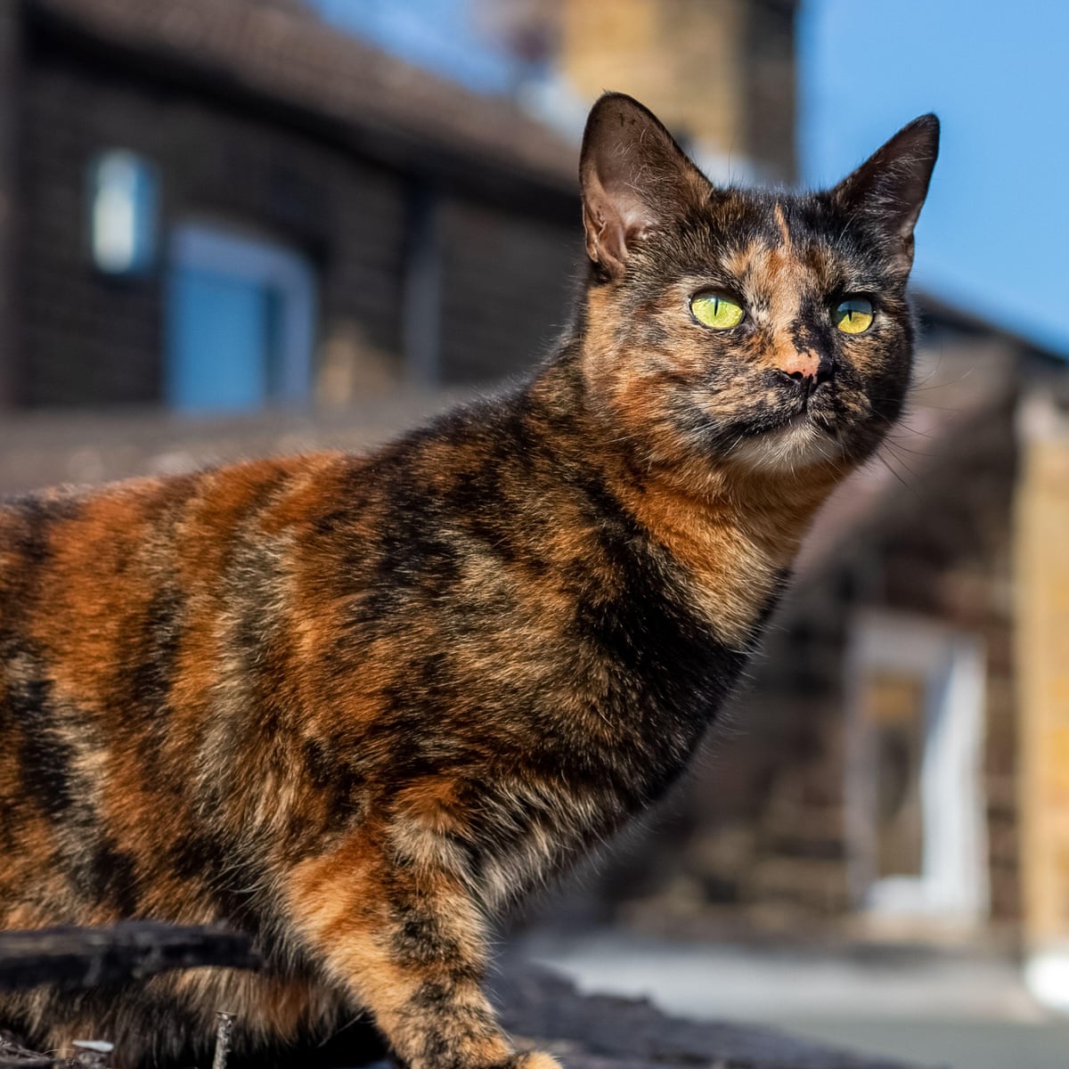 Over 300 Cats Die In The Uk From Illness That Could Be Linked To Toxic Pet Food Abc News