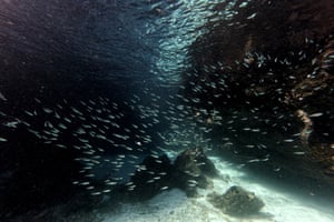 Fish at the Sombrero Chino dive site. Greenpeace has urged governments to ratify the high seas treaty adopted by UN member states last June to allow for an expanded protected area in international waters around the Galapagos. 