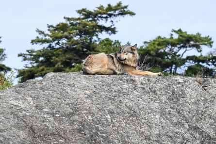 Takaya lying on a rock