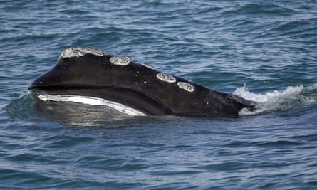 North Atlantic right whale