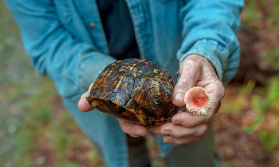 A box turtle with a GPS tracking device.