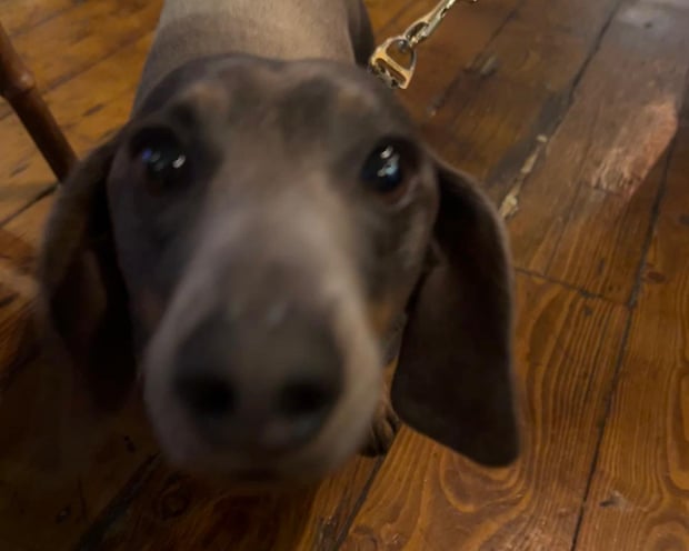 Anonymous snoot in the Bell, Walthamstow