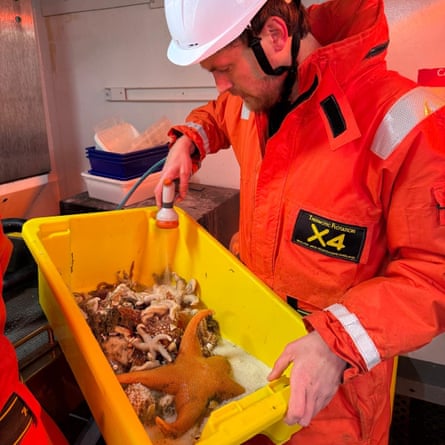 A man in a bright orange drysuit holds a yellow plastic crate of starfish.