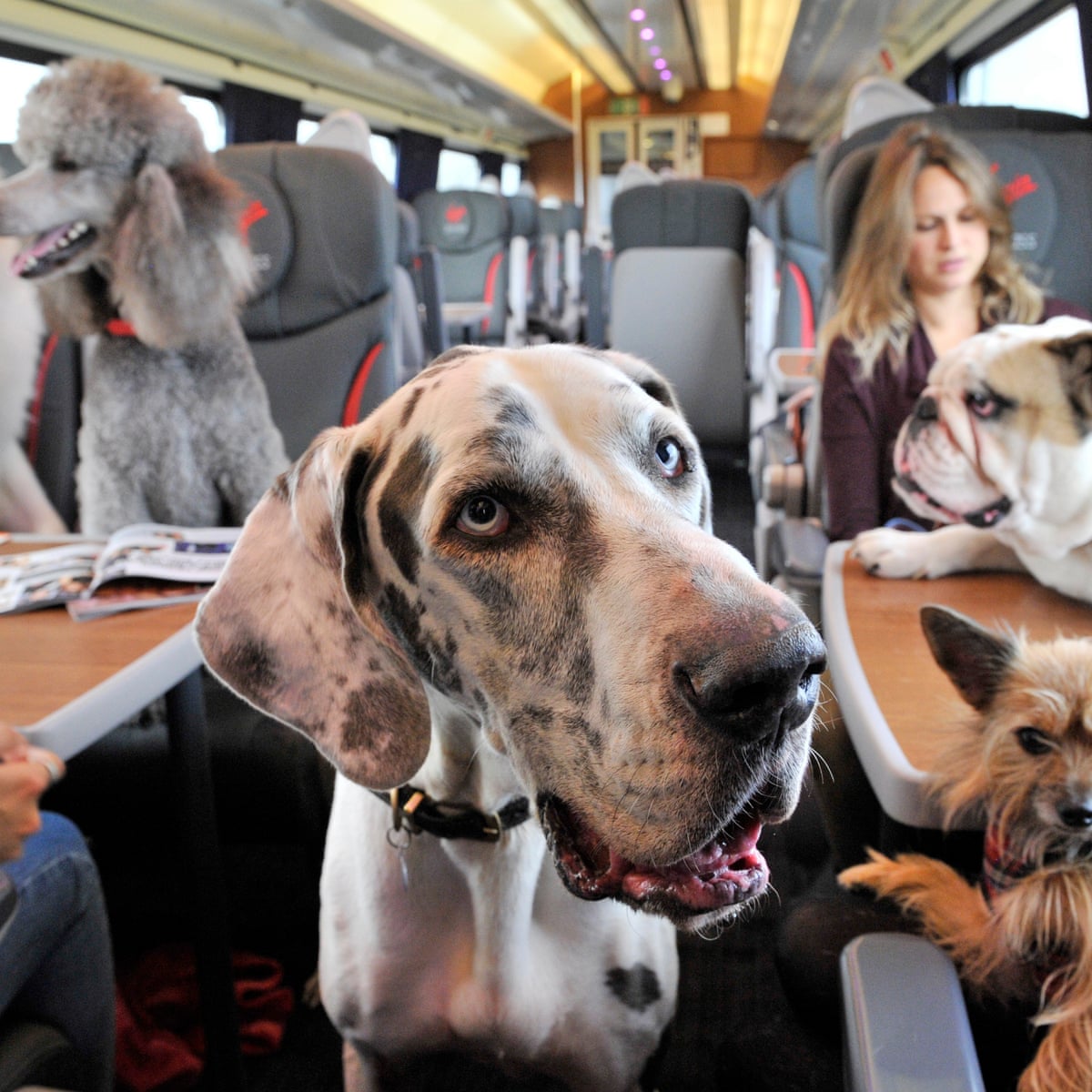 Can You Bring Dogs on Trains