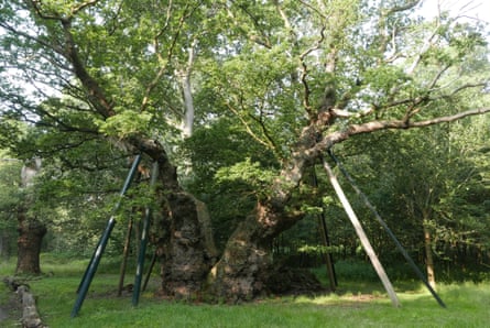King Offa’s oak, which is said to date back to AD 710