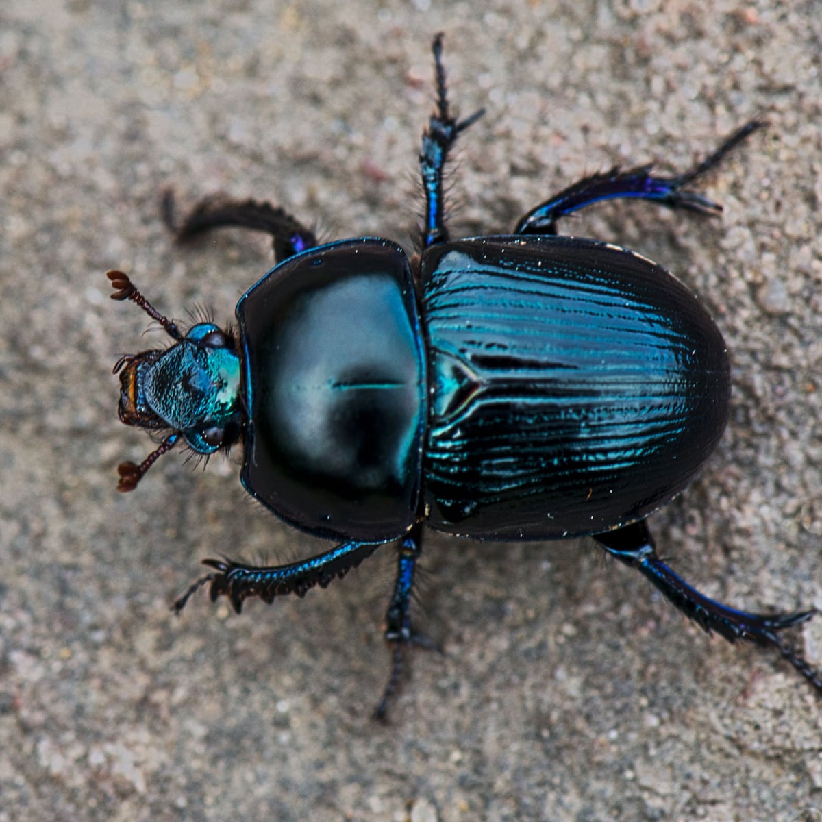 Country diary: the sacred giants of the dung-beetle world | Insects | The  Guardian