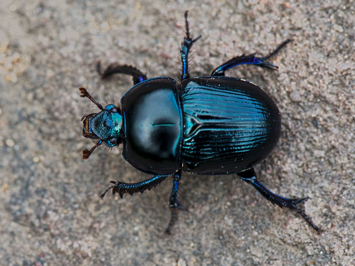 Country diary: the sacred giants of the dung-beetle world, Insects