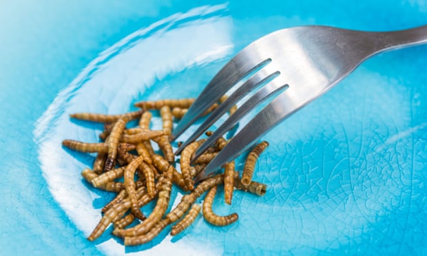 Mealworms on a plate with a fork