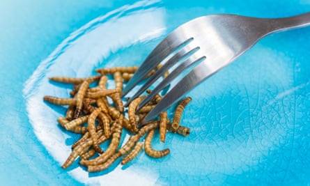 One of a wave of food technology projects funded on Kickstarter, the Livin ‘hive’ farms edible mealworms on your kitchen worktop. Mmm, nice.