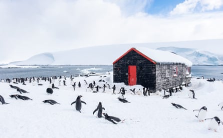 Penguins at Port Lockroy on Goudier Island in Antarctica.