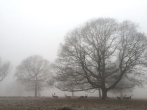 Deer in Richmond Park this morningMonday morning fog in Richmond Park.