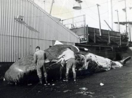 Cheyne Beach Whaling Co Flensing of Sperm whale 1960