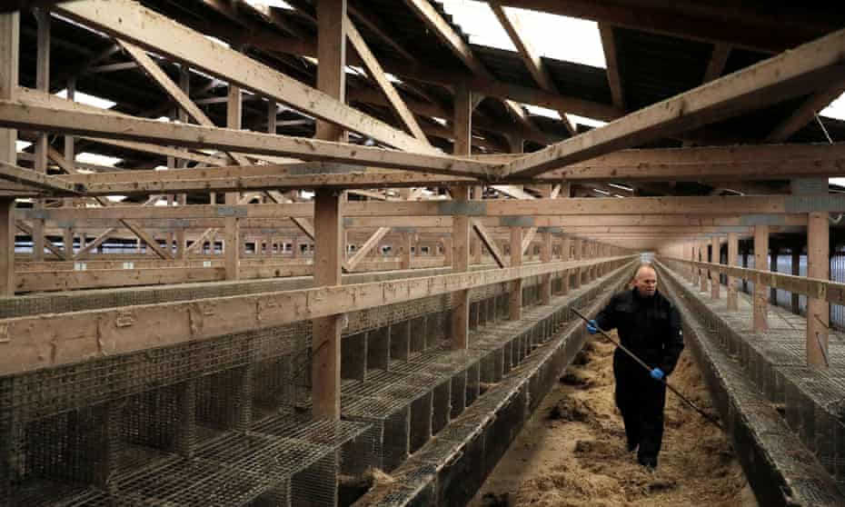 Mink farmer, Erik Vammen, cleans a barn that formerly housed mink, in Moldrup, Denmark, December 2020