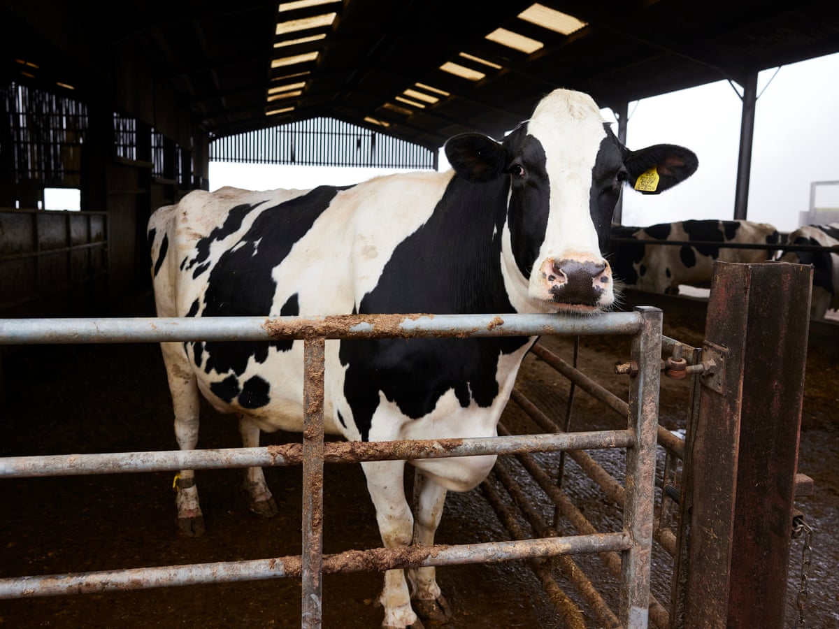 Milk prices: Why you could be paying 50% more this year