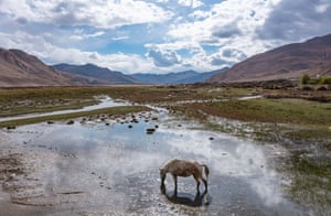 A horse drinks in wetland in the Qomolangma national nature reserve in China’s Tibet autonomous region