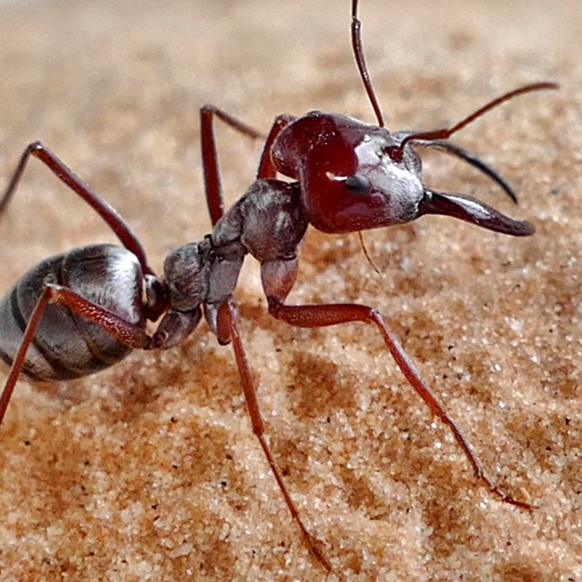 Fastest Ants In World Found In Northern Sahara Researchers Say Science The Guardian