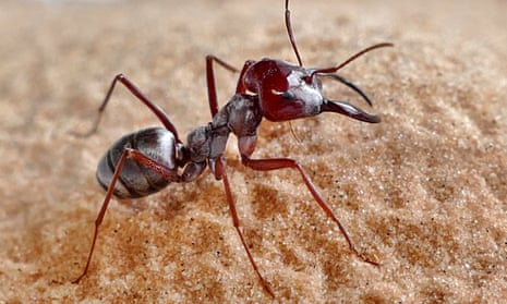 A Saharan silver ant (Cataglyphis bombycina)