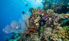 Coral in the Great Barrier Reef.