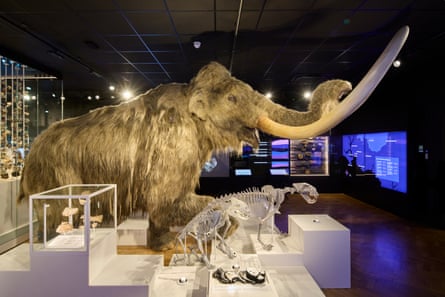 A lifesize model of a mammoth alongside natural history specimens in boxes and on plinths