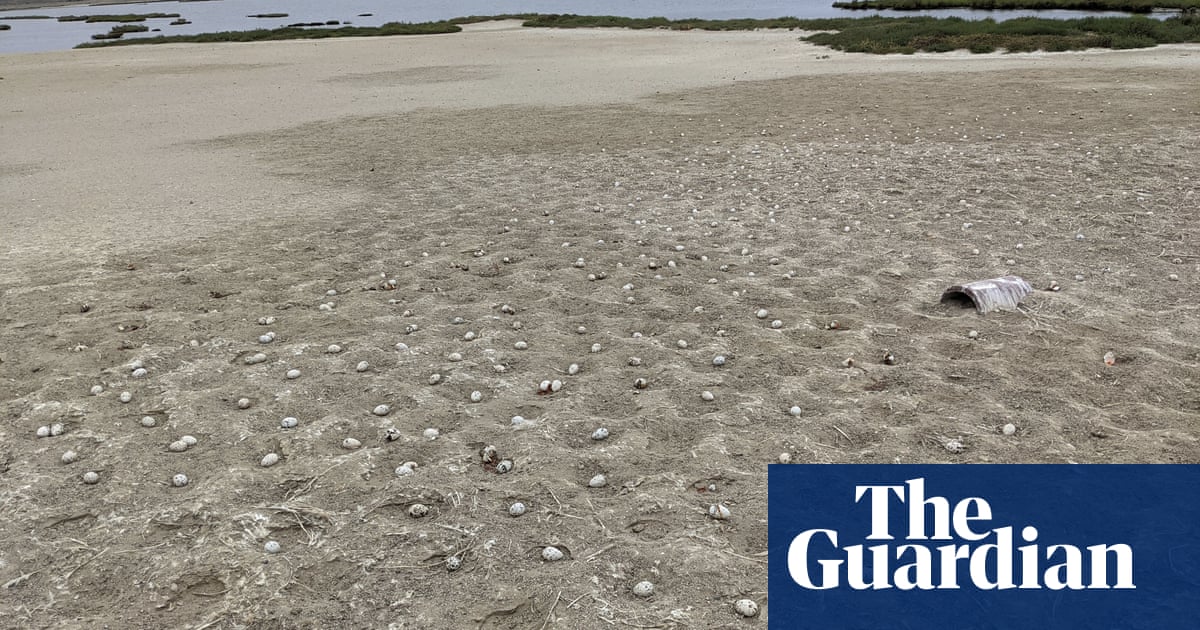 Frightened terns abandon 3,000 eggs after drone illegally crashes on beach