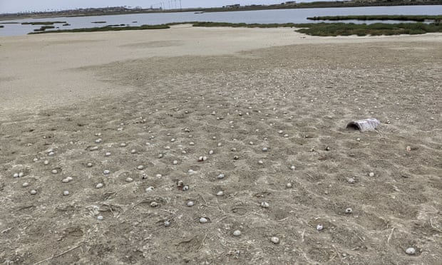 Frightened terns abandon 3,000 eggs after drone illegally crashes on
