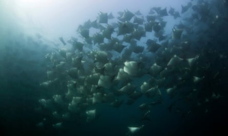 ‘When they’re flying at you it’s hard not to get a bit nervous’ … mobula rays.