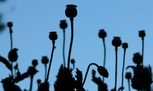 A poppy field in the state of Guerrero, Mexico.