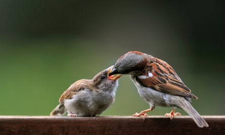A male house sparrow feeds its young.
