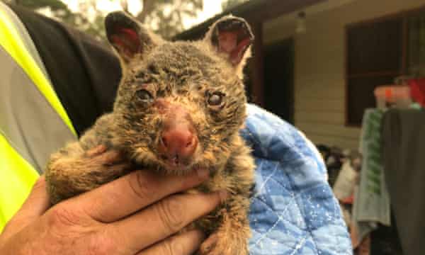 Verbranntes Opossum