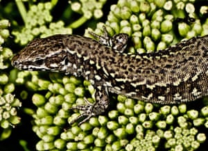 A common sand lizard spotted on the Jurassic coastline in Dorset, UK