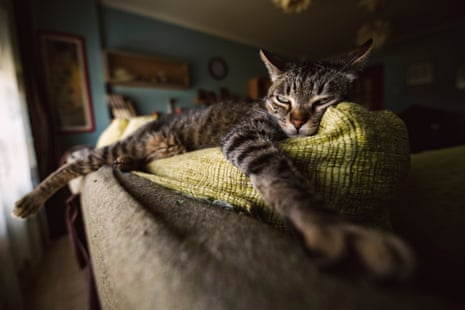 Tabby cat relaxing on couch