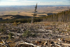 A lone lodgepole pine in the Beaverhead-Deerlodge national forest in Montana.