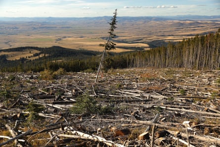 A lone lodgepole pine stands in an area logged after an infestation of the mountain pine beetle killed most of the trees in the stand in Beaverhead-Deerlodge National Forest in 2019.