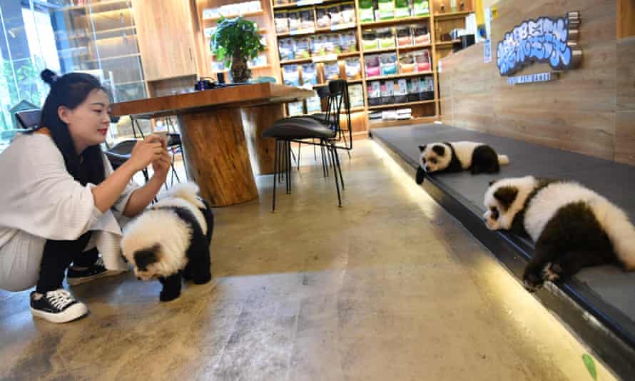 Chinese Cafe Featuring Dogs Dyed To Look Like Pandas Facing Backlash China The Guardian Chinese Cafe Featuring Dogs Dyed To Look Like Pandas Facing Backlash China The Guardian