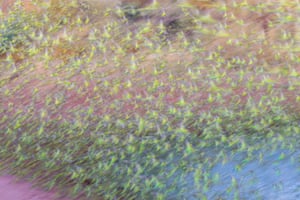 Periquitos decolando quando o perigo se aproxima na forma de um falcão. Davis usou uma velocidade lenta do obturador de 1/20 de segundo para mostrar o movimento