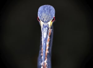 A juvenile tricolored heron stares at visitors to Lake Eola Park in downtown Orlando, Florida. Tricolored herons are a common wading bird seen through Florida's lakes and waterways