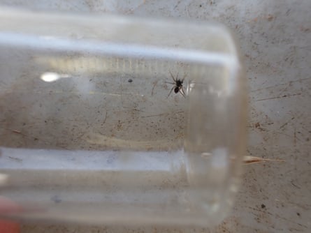 Spider in a sample bottle